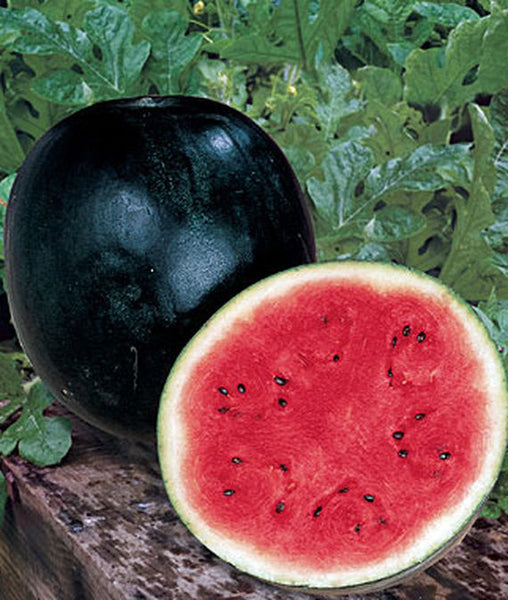 Sugar Baby Watermelon Seed, NON-GMO, Heirloom Watermelon Seed, 25 Seeds