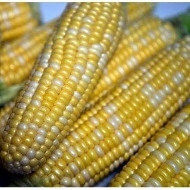 Peaches and Cream Corn Seed, Bi-Color Sweet Corn, NON-GMO, 50 Seeds