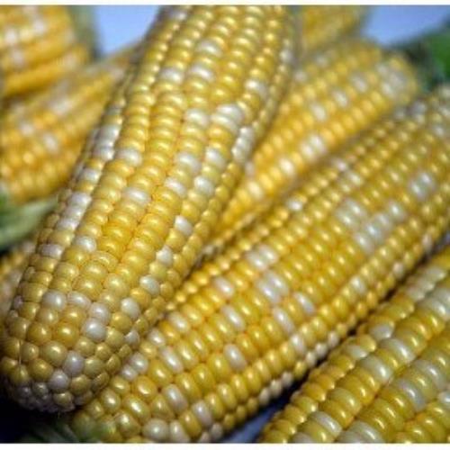 Peaches and Cream Corn Seed, Bi-Color Sweet Corn, NON-GMO, 50