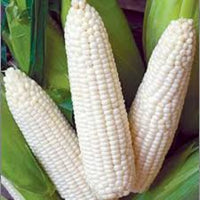 Truckers Favorite White Corn Seeds, Heirloom, 1 Oz. Pack, NON GMO, Untreated