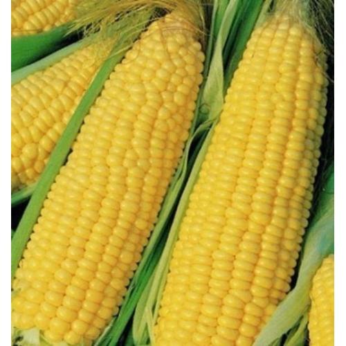 Corn Yellow Color