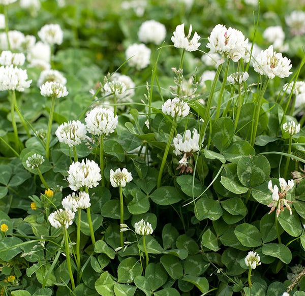 White Clover Seed, White Dutch Clover (5 lb. Pack), approx. 4 Million Seeds