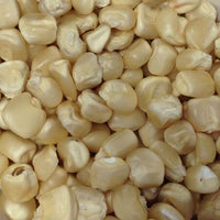 HIckory King White Corn, Heirloom, NON-GMO, White Field Corn, 1 oz or 50+ seeds