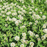 Ladino Clover Seed, White Ladino Clover Seed, Perennial, Not Coated or Treated