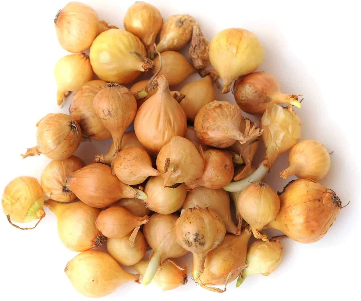 Yellow Onion Bulbs, Yellow Ebenezer Onion Sets, 30-40 Bulb Pack, Onion ...