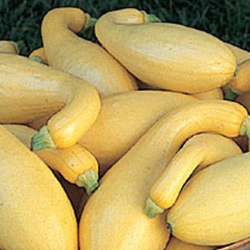 Yellow Crookneck Squash Seed, NON-GMO, Heirloom, Yellow Summer Squash, 25 Seeds